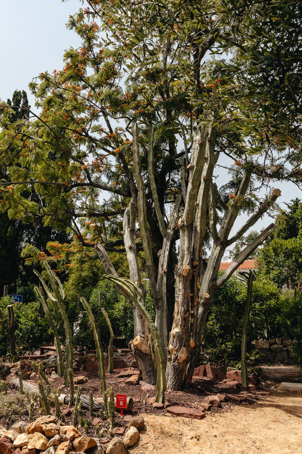 Botanical garden path