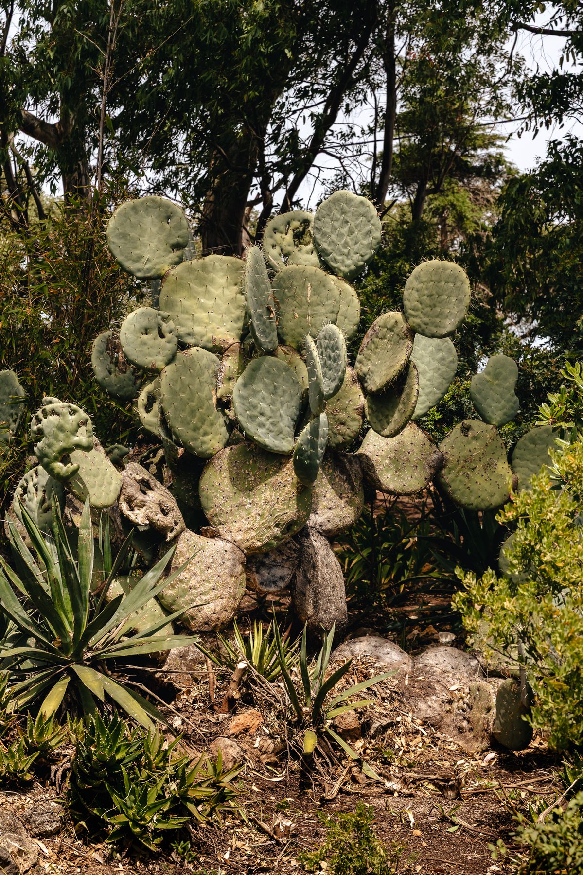 Botanical garden