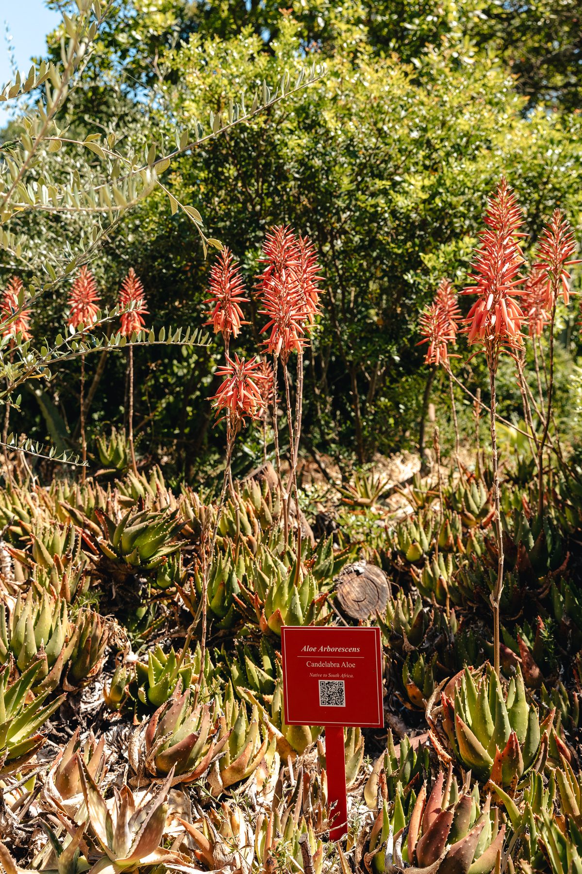 Botanical garden detail